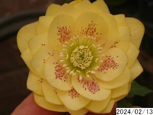 花1ガク0蕾3 開花株3.5号 小野寺園芸生産 多弁ダブル クリスマスローズ0213066