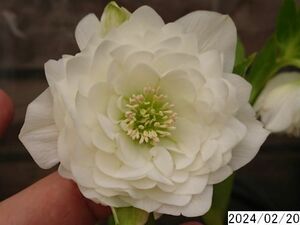 花2ガク0蕾4 開花株5号 吉田園芸育種生産 超多弁 クリスマスローズ0220018