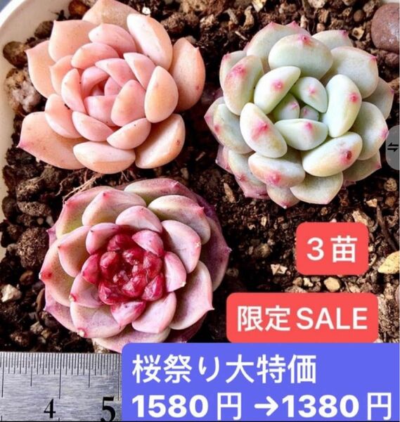 限定SALE　3苗セット　新入荷韓国苗　天使の涙、星々雪、純愛　超可愛い超美苗　多肉植物　エケベリア