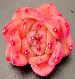 人気種新入荷　韓国苗　 桜 可愛いピンク系美苗　多肉植物　エケベリア