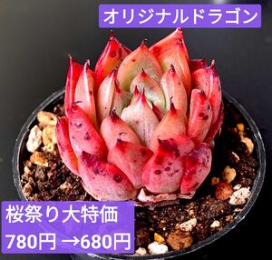 新入荷　韓国苗　オリジナルドラゴン 可愛い紅葉超美苗　多肉植物　エケベリア
