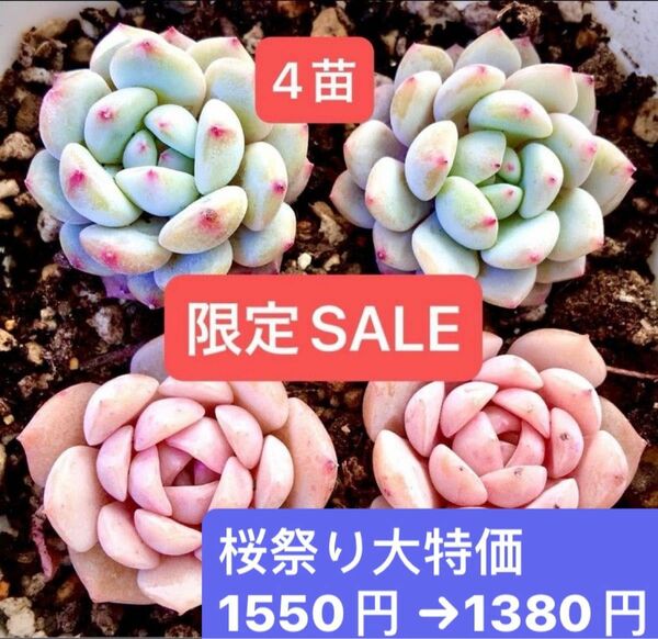 新入荷　韓国苗 4苗セット　星々雪、純愛 可愛い紅葉大苗美苗　多肉植物　エケベリア