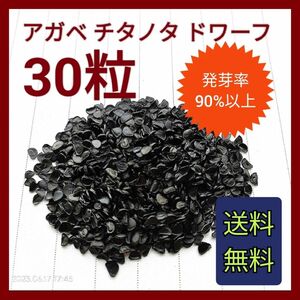 【即購入可】アガベ　チタノタドワーフ種子　30粒