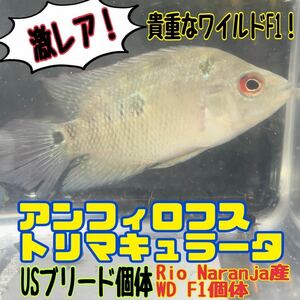 【GWセール】激レア！　アンフィロフス　トリマキュラータ　Amphilophus Trimaculatus Rio Naranja WILD F1、4.5〜6cm程