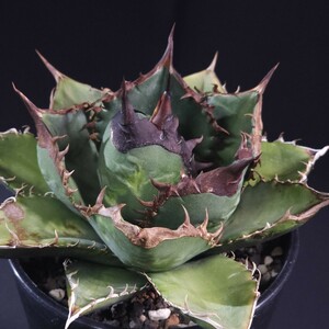 子株 アガベ チタノタ 緑犀牛 6 ( Agave Titanota )