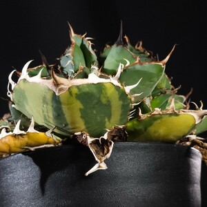 子株 スイカ 縞斑 アガベ チタノタ (Agave Titanota) 4