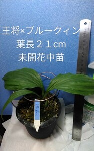 颯　　王将×ブルークィン　初花期待　取り置き不可６０（えびね・エビネ・春蘭・寒蘭・山野草 )