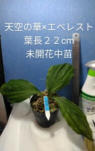 颯　　天空の華×エベレスト　初花期待　６０（えびね・エビネ・春蘭・寒蘭・山野草 )