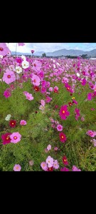 カラフルミックスコスモスの種　1袋 花種