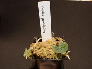 Corybas geminigibbus コリバス　ジェミニギッバス　開花経験あり