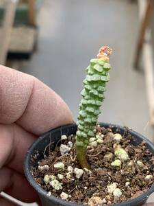 多肉植物 塊根植物つくし玉 ブルビネ ブルインシー 極上株，鉢のまま発送