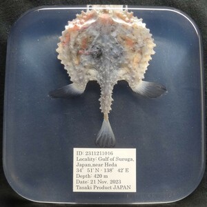 深海生物学術標本　ＩＤ：２３１１２１１０１６