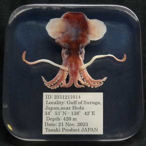 深海生物学術標本　ＩＤ：２３１１２１１０１４