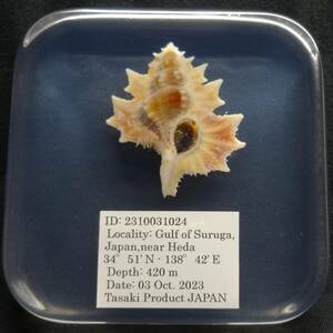 深海生物学術標本　ＩＤ：２３１００３１０２４