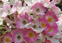 バレリーナ　つる　227-1　一重　房咲き　返り咲き　よく結実する　ハイブリッドムスク　オールドローズ　バラ　ばら_画像1