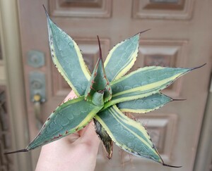 ネオメキシカーナ②　鮮明斑　 検（agave FO　076 チタノータ　アガベ　白鯨　吉祥天　パリー パープソラム　氷山 ピンキー　好きにも