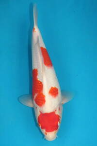 DIRECT鯉　室生養鯉産　ジャンボ当歳　紅白　34cm（0226-1）