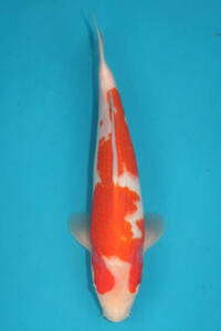 DIRECT鯉　室生養鯉産　ジャンボ当歳　紅白　33cm（0302-7）