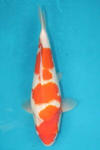 DIRECT鯉　室生養鯉産　ジャンボ当歳　紅白　33cm（0302-8）