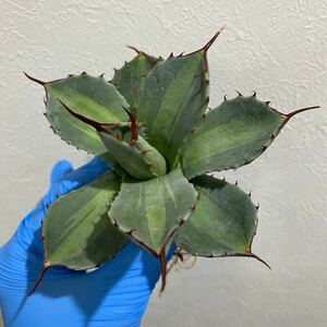 Agave parryi ssp.truncata'Jackpot' アガベ　パリー　トランカータ　ジャックポット