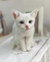 「白猫」羊毛フェルト 猫ちゃん 猫 ハンドメイド @白猫_画像7