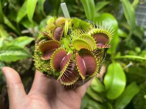 Dionaea muscipula ハエトリソウ 食虫植物