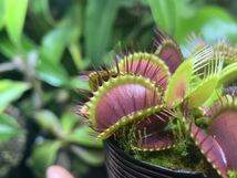 Dionaea muscipula ハエトリソウ 食虫植物 2_画像4