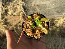 Dionaea muscipula ハエトリソウ 食虫植物 2_画像5