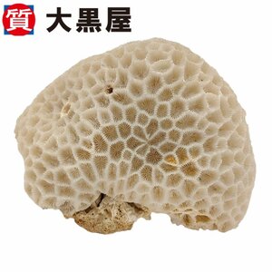 【大黒屋82】白珊瑚 サンゴ礁 オブジェ 置物 水槽装飾 レイアウト ペット用品 鑑賞 ホワイト インテリア コレクション 保証無し 真贋不明