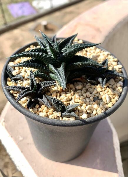 ハオルチアリミフォリアニグラ ハオルチア 多肉植物 Haworthia 鬼瓦