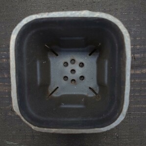 I28TD CELECT オリジナル GLASGOW SQUARE SLIT POT Sサイズ 炭化焼成 釉薬使用 スリット鉢 植木鉢 ポット /塊根植物 グラキリス 作家鉢の画像6