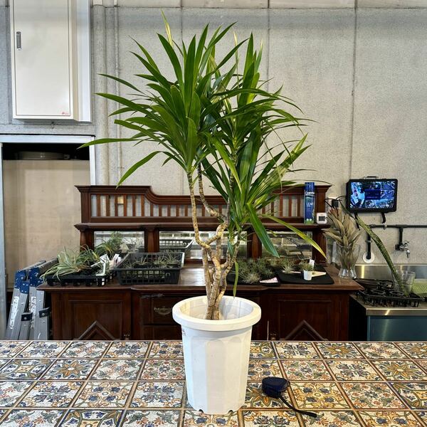 ドラセナ　ナビー　8号　希少種　観葉植物　鉢底から約101cm 2月19日撮影現品　豊中市より出品