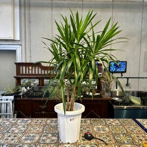 ドラセナ　ナビー　8号　希少種　観葉植物　鉢底から約99cm 2月28日撮影現品　豊中市より出品