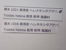 ●●ヘレナキシタアゲハpair② 香港 中華人民共和国 外国産蝶類標本 蝶類 蝶標本 蝶 チョウ チョウ標本 蝶類標本 標本 昆虫 虫 学術標本_画像4