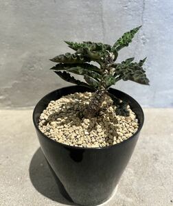 【Euphorbia decaryii decaryii】 ユーフォルビア　デカリー　プラ鉢約9cm 塊根植物 コーデックス 多肉植物