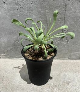 【Othonna retrorsa】オトンナ レトロルサ プラ鉢約9cm 塊根植物