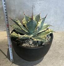 【Agave potatorum 'Verschaffeltii' f.variegata】怒雷神錦　プラ鉢約20cm_画像3