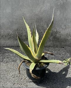 【Agave salmiana var. ferox variegate】アガベ　サルミアナ　フェロックス　バターフィンガー　プラ鉢約16cm　斑入り