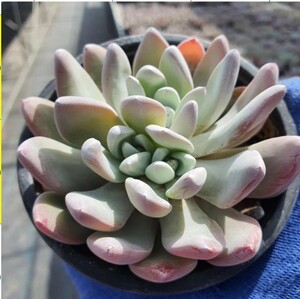 Dudleya Pauciflora 激レア 高級 多肉植物 超美苗 韓国苗 観葉植物 花 園芸