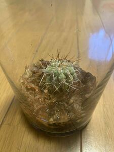 コピアポア シネレア コルムナアルバ Copiapoa cinerea var. columna-alba 弧竜丸 現地球 山木 サボテン 黒王丸 