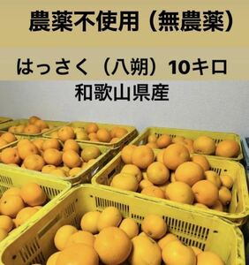 八朔　10キロ　M〜Lサイズ　和歌山県産　無農薬　農薬不使用