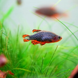 熱帯魚　ミクロラスボラspハナビ　3匹　生体　雄雌のご指定不可　HANABI