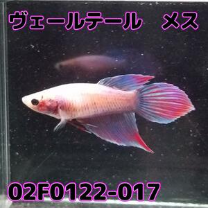 ベタ　ベールテール　メス　02F0122-017　トラディショナル　熱帯魚　生体