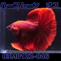 ベタ　ショーベタ　オス　スーパーレッド　03M0122-046　ハーフムーン　生体　熱帯魚_画像3