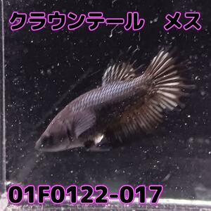 ベタ　クラウンテール　メス ブラックカッパー　01F0122-017　熱帯魚　生体