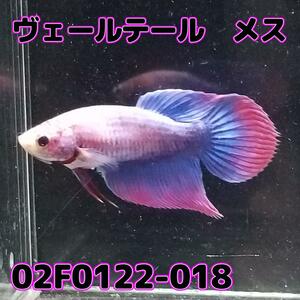 ベタ　ベールテール　メス　02F0122-018　トラディショナル　熱帯魚　生体