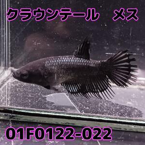ベタ　クラウンテール　メス ブラックカッパー　01F0122-022　熱帯魚　生体