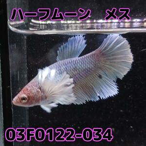 ベタ　ショーベタ　メス　ダンボ　03F0122-034　ハーフムーン　熱帯魚　生体