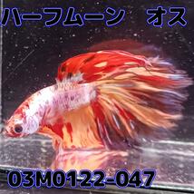 ベタ　ショーベタ　オス　コイカラー　ニモ　03M0122-047　ハーフムーン　生体　熱帯魚_画像3