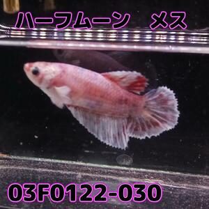 ベタ　ショーベタ　メス　ファンシー　03F0122-030　ハーフムーン　熱帯魚　生体